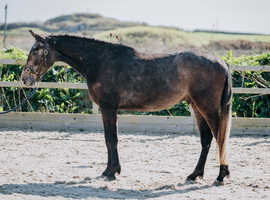 The kindest youngster you'll find on the market!
