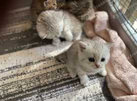 British Shorthair Kittens GCCF