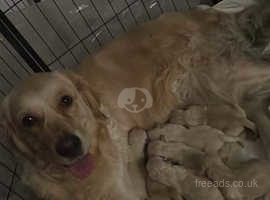 Gorgeous golden retriever puppies ready to go to forever home