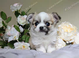 Stunning Long haired Apple Head Chihuahuas