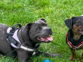 Staffy x sausage