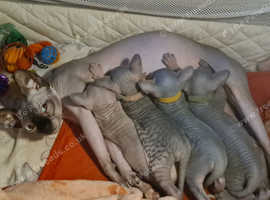 Sphynx kittens for sale hot sale yorkshire