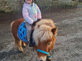 Bombproof Shetland pony, childs best friend