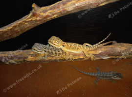 Baby bearded dragons for sale