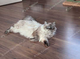 Purebred and Hypoallergenic Siberian Female