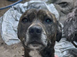 Staffy x dachshund