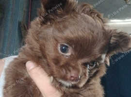 Chocolate fluffy boy
