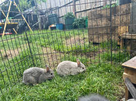 2 netherland dwarf females