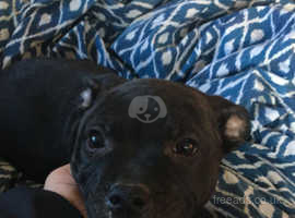 Jet best sale black staffy