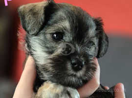 Beautiful Miniature Schnauzer puppies. Ready for their forever homes