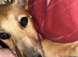 Lurcher cross pup
