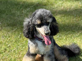 Tri Merle Phantom