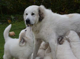 Pyrenean Mountain Dog puppies looking for home