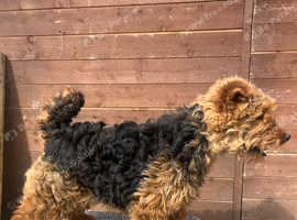 Kc registered Welsh Terrier girl