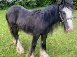 Black miniature cob for sale