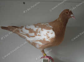 Yellow Meuleman Racing Pigeons.