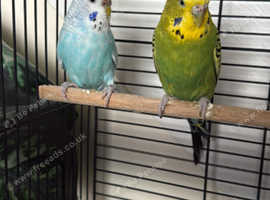 2 Budgies with cage for sale