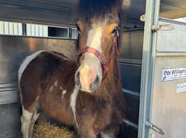 Whisky 1yo 14hh Welsh D x ISH