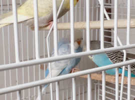 young budgies £15
