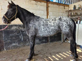Very pretty 14hh mare