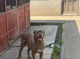 Looking for a lovely new home for Dior