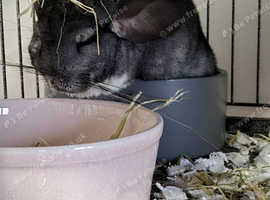 Female chinchilla