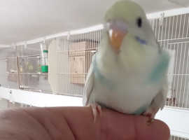 Lovely young budgies for sale