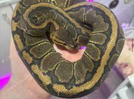 1 x CB23 Female Chocolate Pinstripe Royal Python