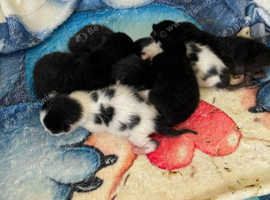 Six Kittens looking for their forever home