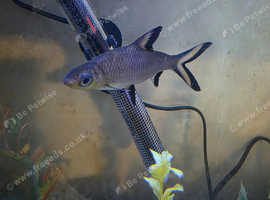 Silver fish shark