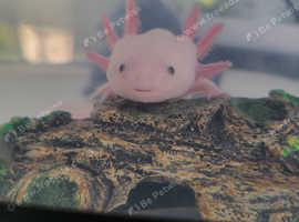 Axolotl