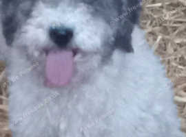 Maltipoo x poodle