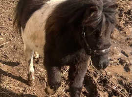 Registered miniature shetland