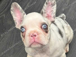 Lilac koi frenchie boy ready now