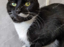 4 year old female cat