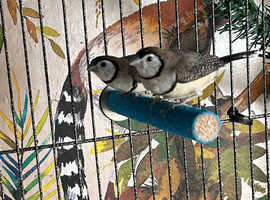 Owl finches.
