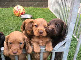 Cocker spaniel 8 working puppies for sale