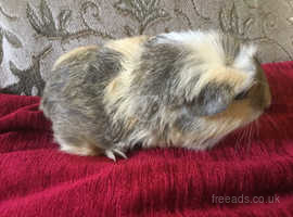 Baby male guinea pigs ready now