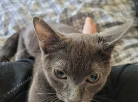 5 month old kitten (Dusty)