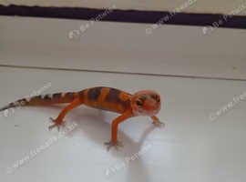 Leopard geckos for sale