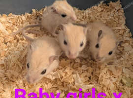 Baby gerbils