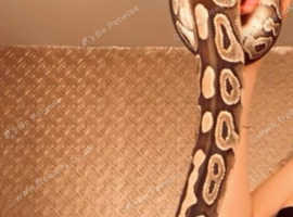 Mohave big royal male
