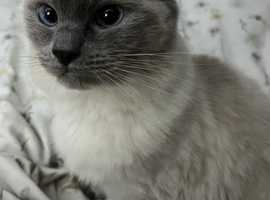 Missing female ragdoll cat