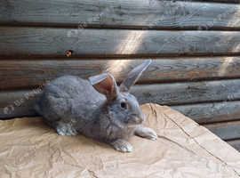 Flemish