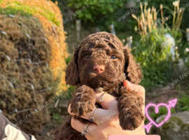 Beautiful Cavapoos for sale