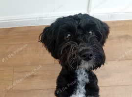 puppy for sale