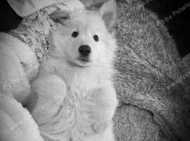 Stunning pure white KC long haired GSD  polar bear puppies