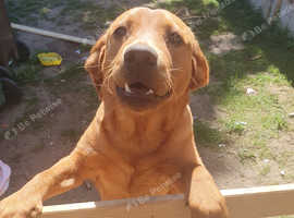 Red fox labrador
