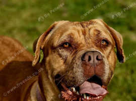 5 year old female dogue de bordeaux