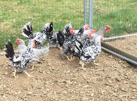 Exchequer Leghorn Pullets For Sale